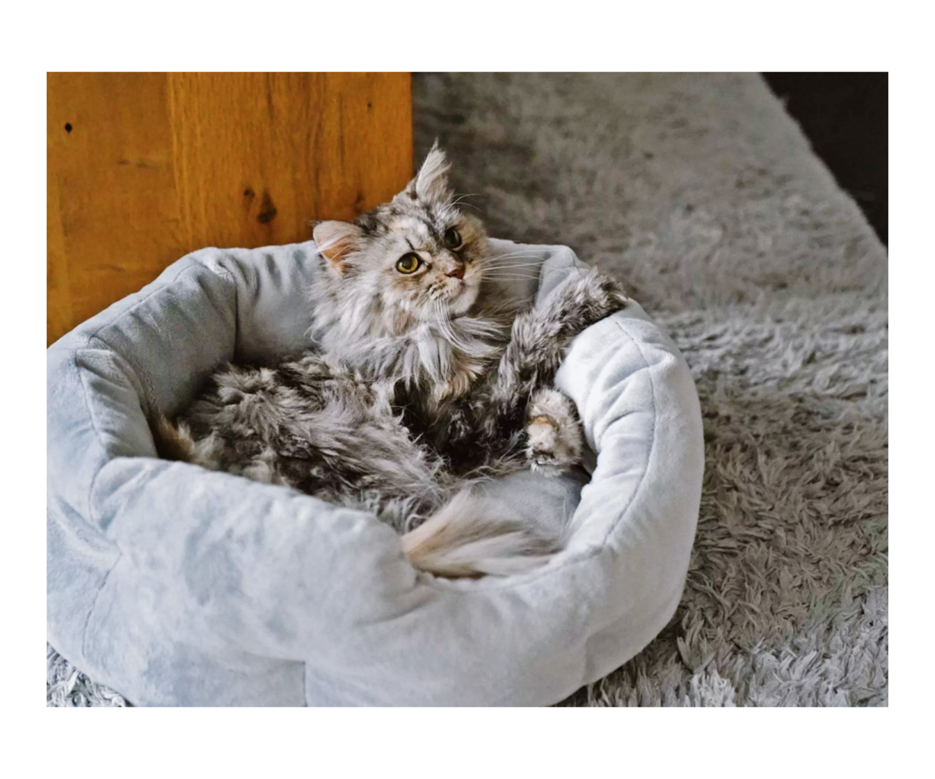 camino_katzenbett