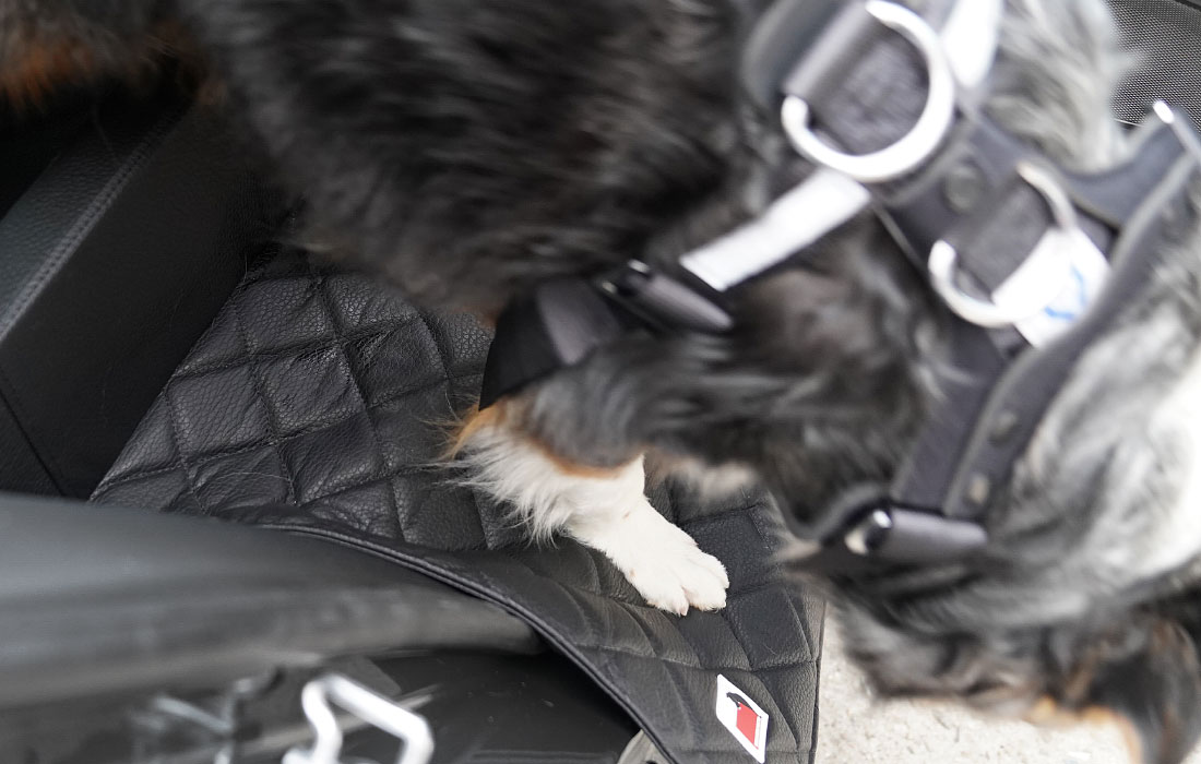 Perfekter Hundekorb Auto Rücksitz