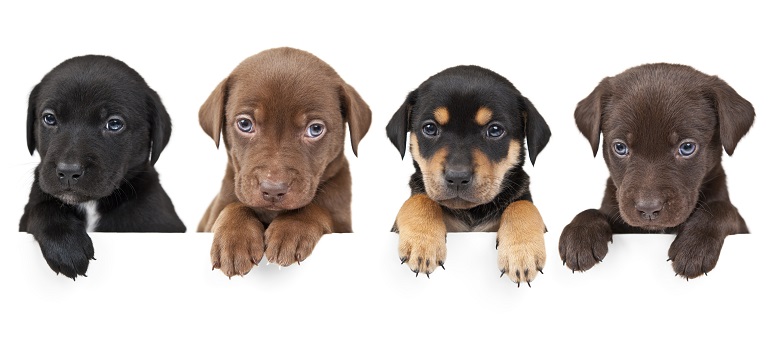 Hunde Ergaenzungsfutter
