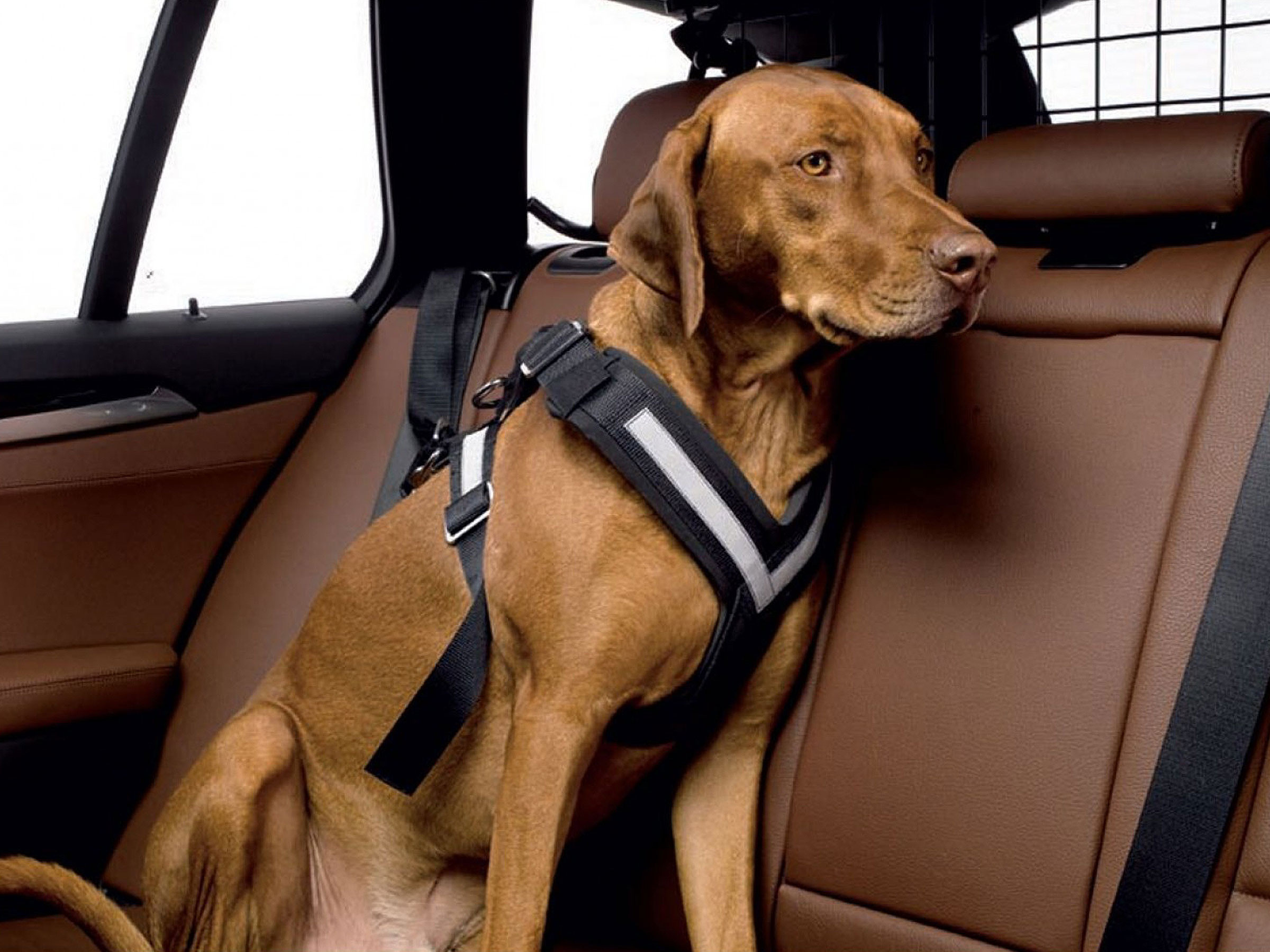 Hunde-Autosicherheitgurt