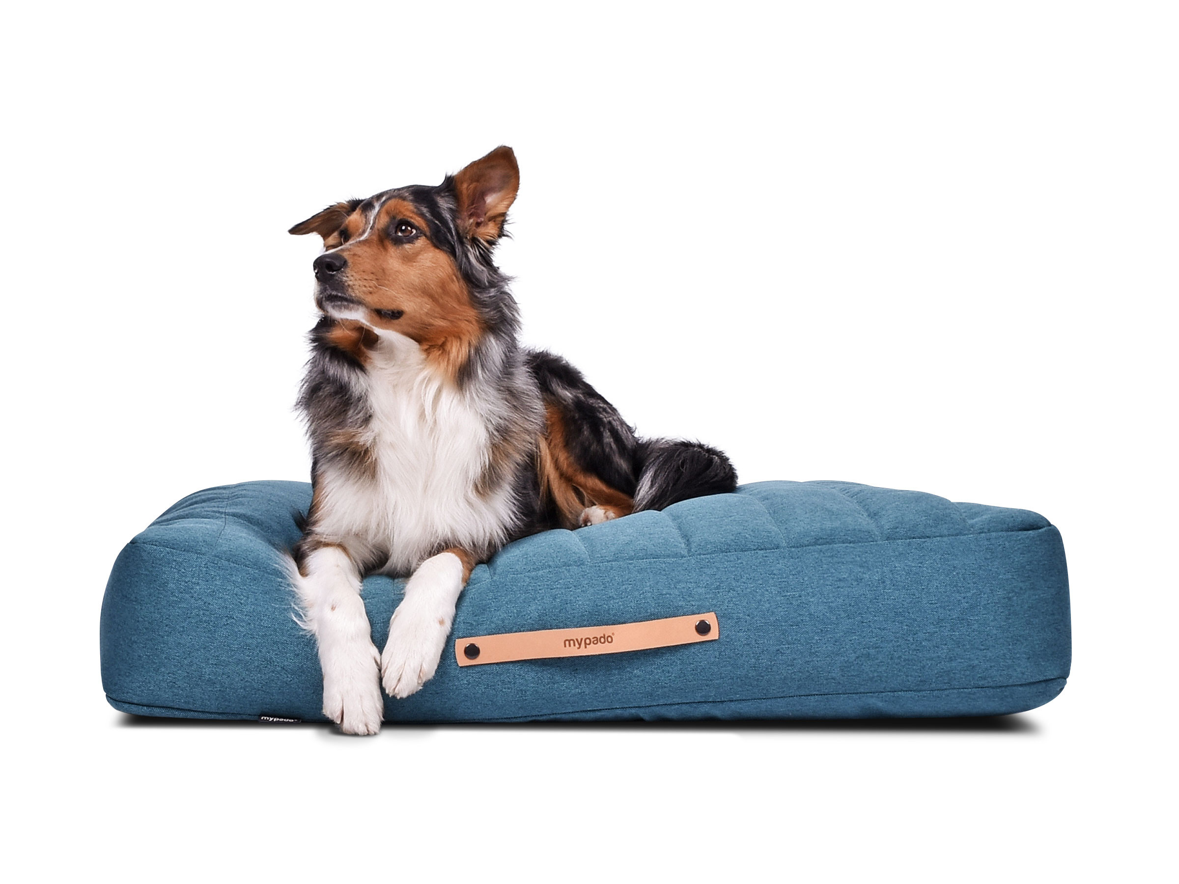 Modernes Hundekissen Stockholm