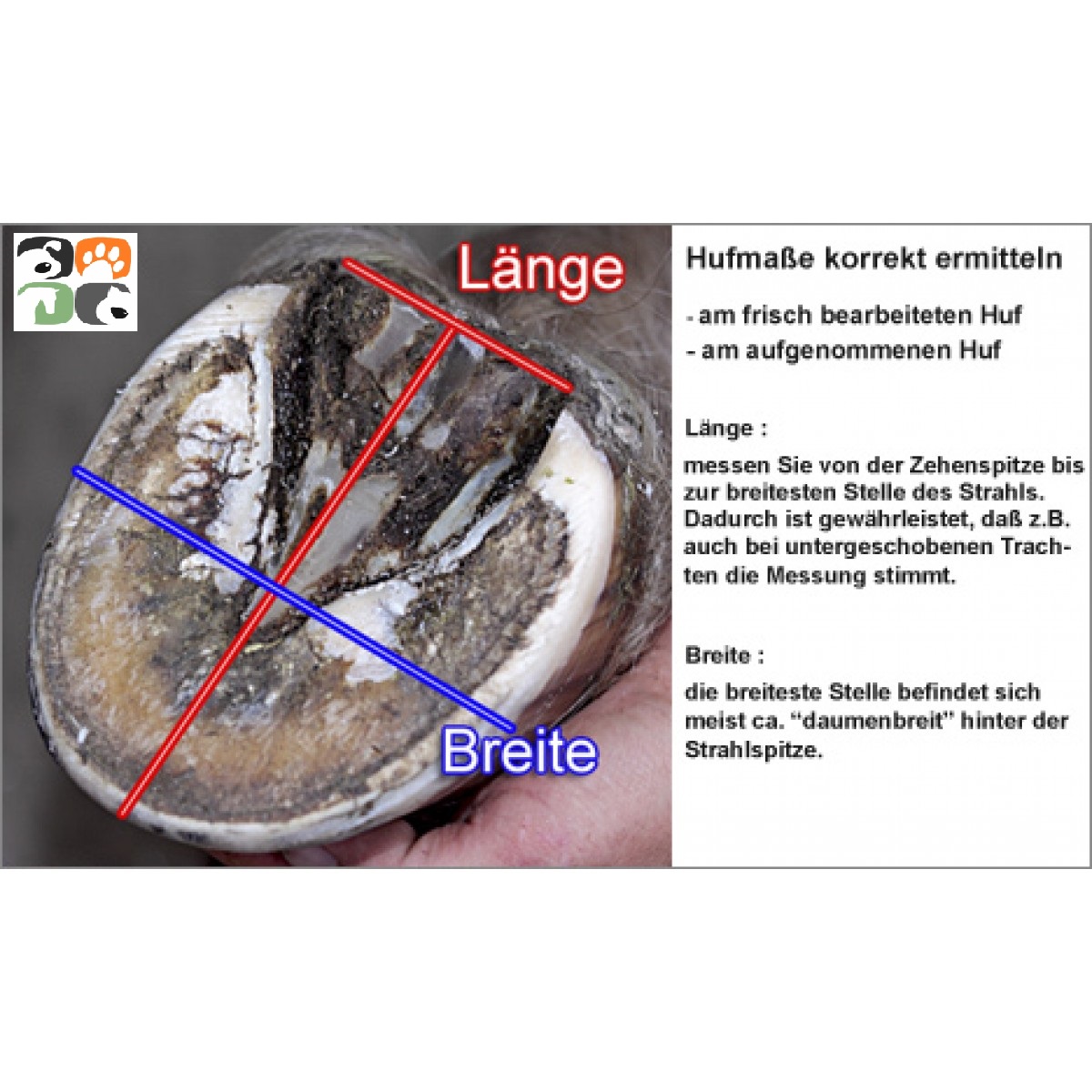 Hufschuh-richtig-messen