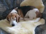 Lammfell - Hundedecke