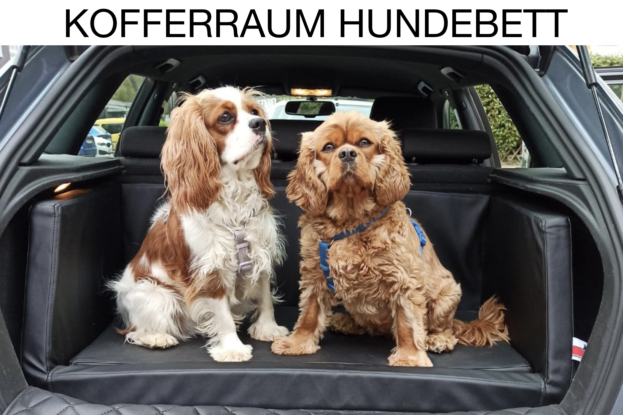 TIERVITAL NATURPRODUKTE - Curli Auto Hunde Sicherungsgurt