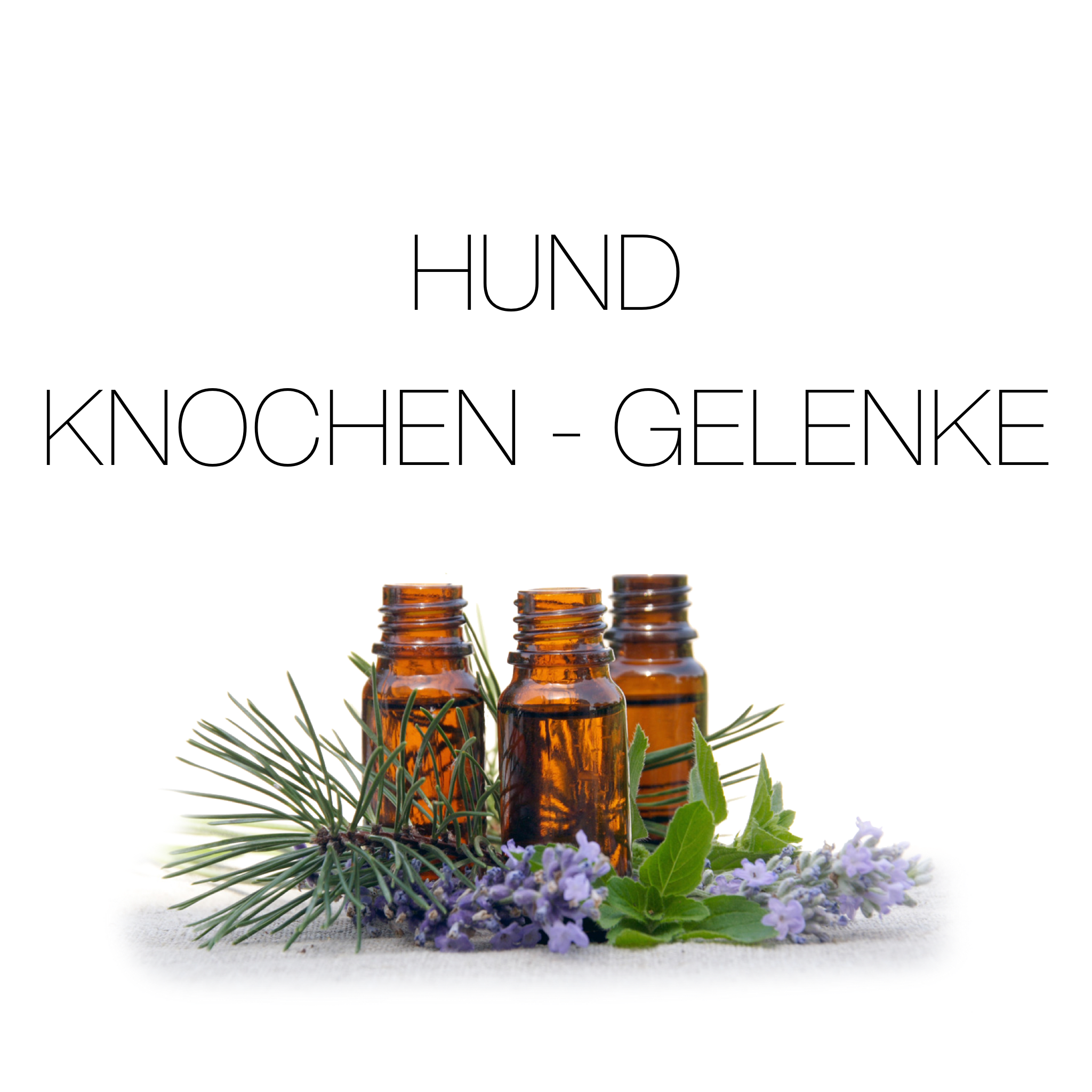 Ergänzungsfutter Hund Knochen Gelenke