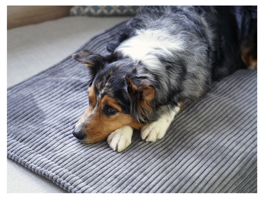 cord hundedecke grau