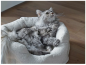 Preview: Camino TEDDY Katzenbett Ø 55 * 45