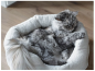 Preview: Katzenbett_camino