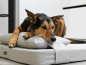Preview: Lana Hundekopfkissen aus Kunstleder premium
