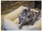 Preview: sena_woolly_katzenebett_tiervital_naturprodukte