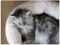 Preview: Katzenbett_camino