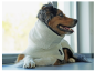Preview: Hunde Bademantel CREME