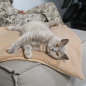 Preview: Nach einem Spiel- und Kuscheltag ist es für Ihre Katze schön, sich zu entspannen. Mit dieser Katzendecke sind alle Katzensorgen vergessen. Sie kann sich gemütlich zusammenrollen und hat den perfekten, weichen Platz für ein warmes Nickerchen