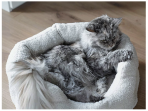 Katzenbett_camino