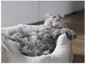 Katzenbett_camino
