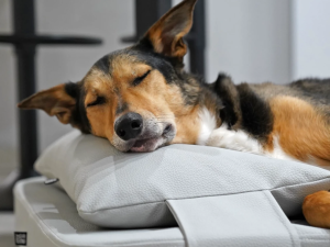Lana Hundekopfkissen aus Kunstleder premium
