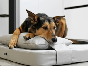Lana Hundekopfkissen aus Kunstleder premium