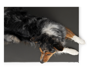 Solana Hundematte aus Kunstleder grau