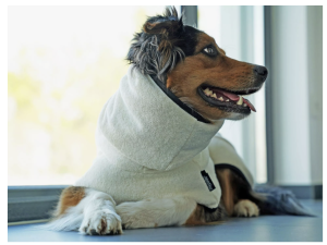 Hunde Bademantel CREME