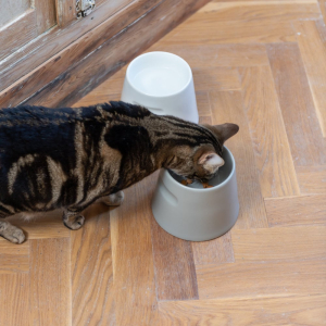 Keramiknapf Trink und Futternapf für Katzen