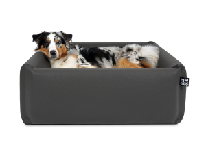 Quadro Select+  Hundesofa  55 x 55 cm grau