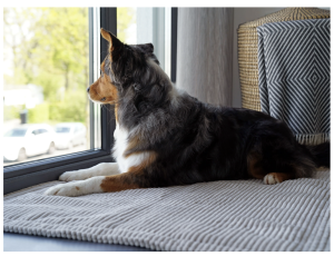 Hundedecke Cord Classic  SILBER
