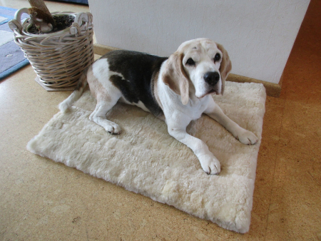 Lammfell Hundedecke Patchwork 140x60cm gobi gelb beige
