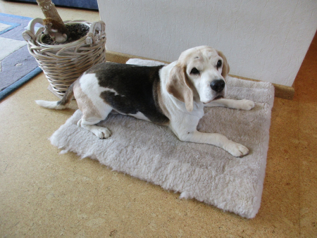 Lammfell Hundedecke Patchwork 140x60cm pearl