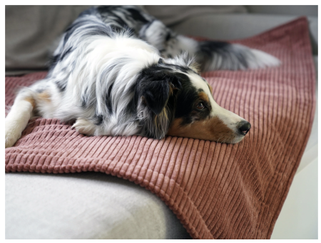Hundedecke Cord Classic ROSTBRAUN