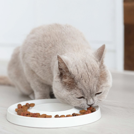 Keramiknapf Futternapf für Katzen
