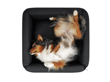 Quadro Select+  Hundesofa  75 x 75 cm schwarz