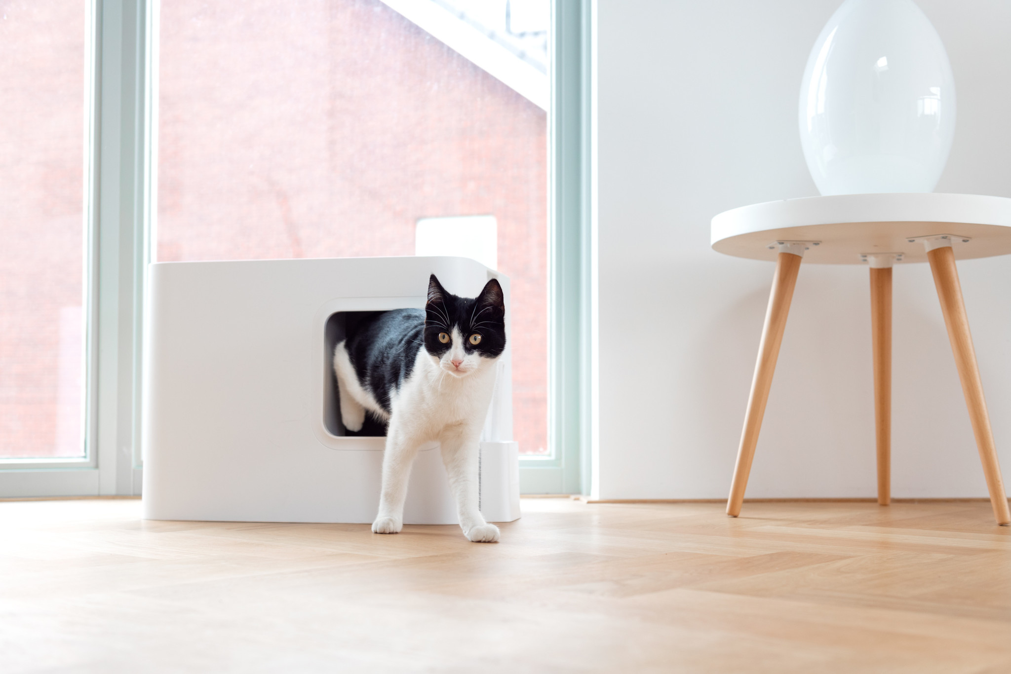 Design Katzenklo in weiß für den Raum