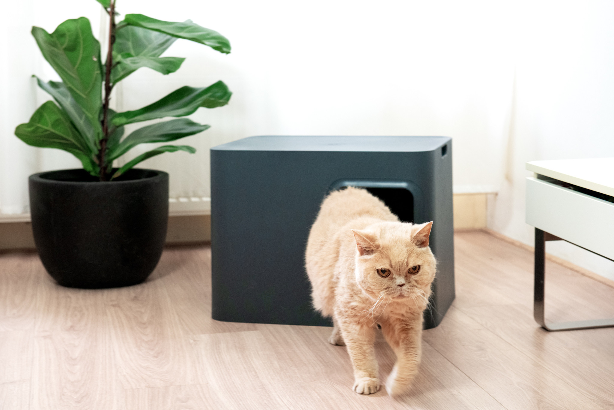 saubere innovative lösung für Katzenklo